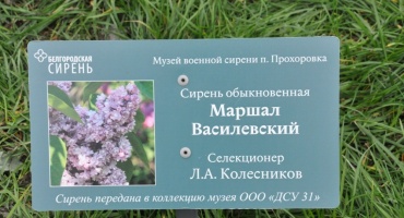 В музее-заповеднике "Прохоровское поле" высадили сирень